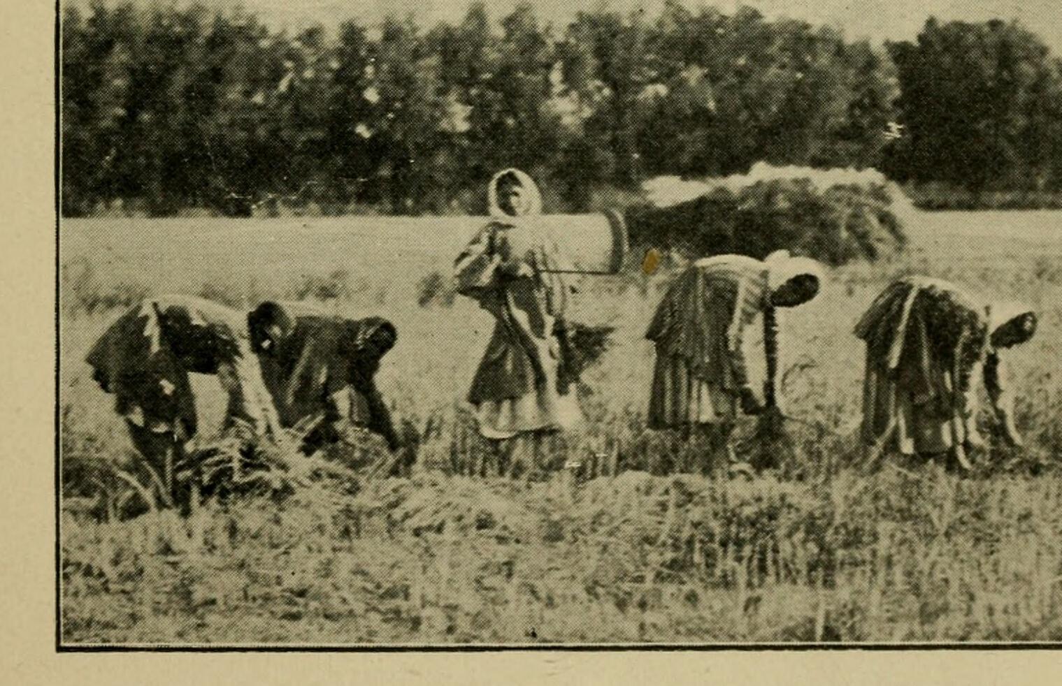Nestorian (Assyrian) girls reaping