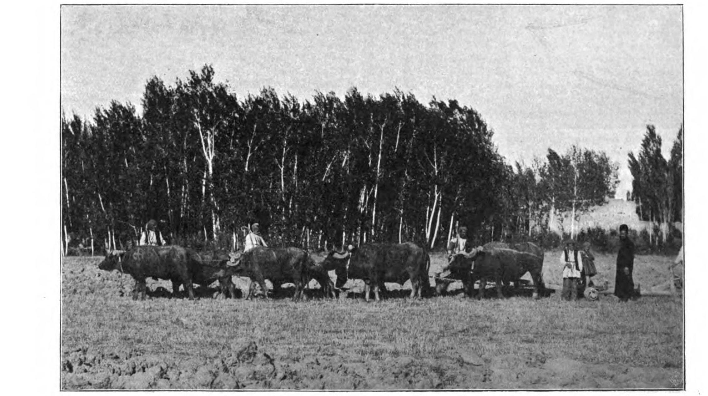 Ploughing in the Assyrian village of Ardisch near Urmia, 1909