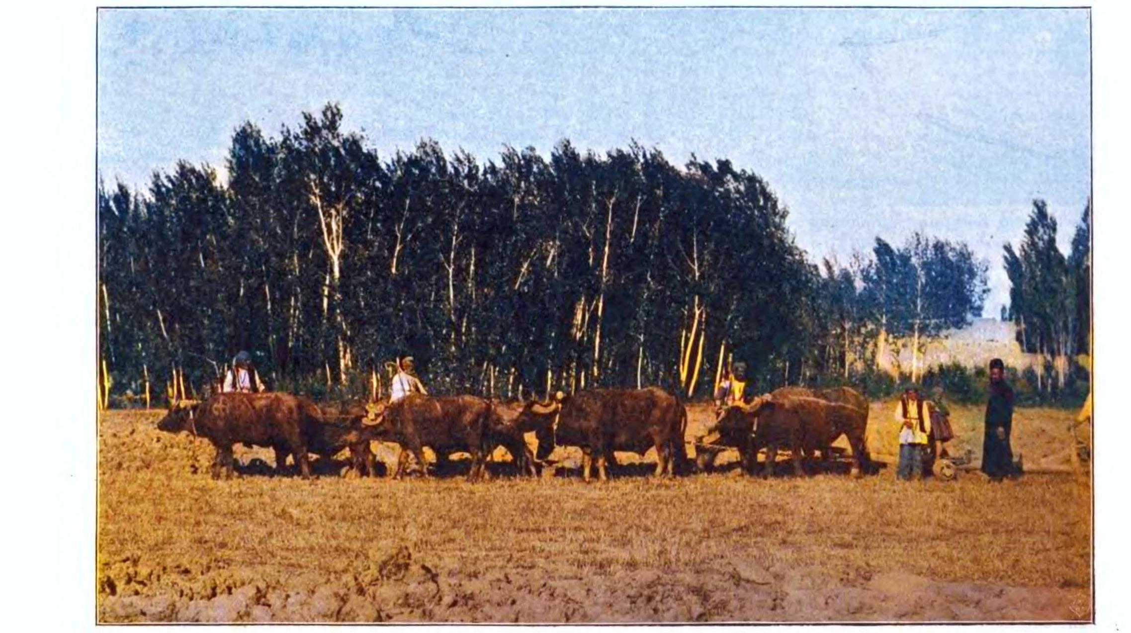 Ploughing in the Assyrian village of Ardisch near Urmia, 1909